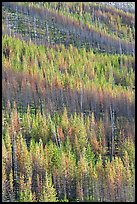 Partly burned trees on hillside. Kootenay National Park, Canadian Rockies, British Columbia, Canada