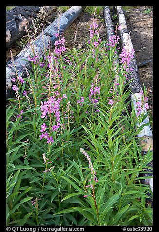 Fireweed and fallen trunks. Kootenay National Park, Canadian Rockies, British Columbia, Canada (color)