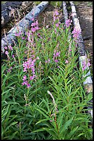 Fireweed and fallen trunks. Kootenay National Park, Canadian Rockies, British Columbia, Canada ( color)