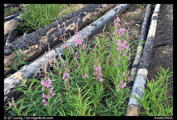 Fireweed and burned tree trunks. Kootenay National Park, Canadian Rockies, British Columbia, Canada