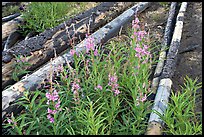 Fireweed and burned tree trunks. Kootenay National Park, Canadian Rockies, British Columbia, Canada ( color)