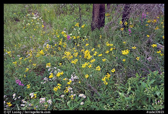 Wildflower carpet on forest floor in Tokkum Creek. Kootenay National Park, Canadian Rockies, British Columbia, Canada (color)