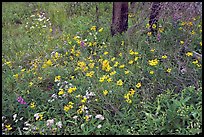 Wildflower carpet on forest floor in Tokkum Creek. Kootenay National Park, Canadian Rockies, British Columbia, Canada ( color)