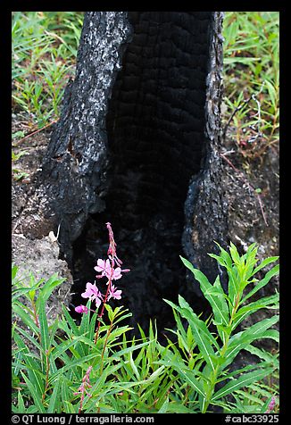 Fireweed and burned tree trunk. Kootenay National Park, Canadian Rockies, British Columbia, Canada (color)