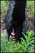 Fireweed and burned tree trunk. Kootenay National Park, Canadian Rockies, British Columbia, Canada (color)