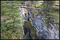 Narrow gorge spanned by fallen trees, Marble Canyon. Kootenay National Park, Canadian Rockies, British Columbia, Canada