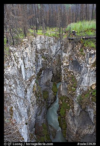 Marble Canyon and burned forest. Kootenay National Park, Canadian Rockies, British Columbia, Canada