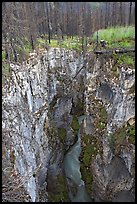 Marble Canyon and burned forest. Kootenay National Park, Canadian Rockies, British Columbia, Canada