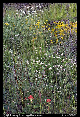 Flower carpet near Marble Canyon. Kootenay National Park, Canadian Rockies, British Columbia, Canada