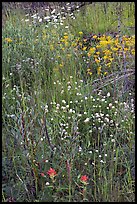 Flower carpet near Marble Canyon. Kootenay National Park, Canadian Rockies, British Columbia, Canada (color)