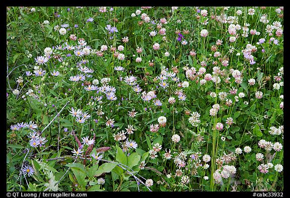 Wildflowers, Marble Canyon. Kootenay National Park, Canadian Rockies, British Columbia, Canada (color)