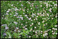 Wildflowers, Marble Canyon. Kootenay National Park, Canadian Rockies, British Columbia, Canada (color)