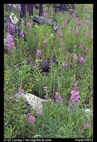 Fireweed and fire-charred trunks, Tokkum Creek. Kootenay National Park, Canadian Rockies, British Columbia, Canada