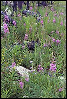 Fireweed and fire-charred trunks, Tokkum Creek. Kootenay National Park, Canadian Rockies, British Columbia, Canada ( color)