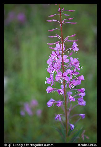 Fireweed close-up. Kootenay National Park, Canadian Rockies, British Columbia, Canada