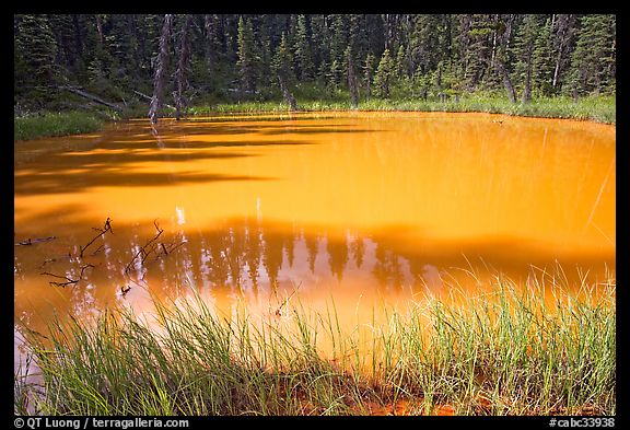 One of the ochre-colored Paint Pots, a warm mineral spring. Kootenay National Park, Canadian Rockies, British Columbia, Canada
