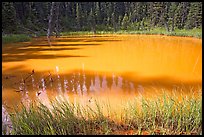 One of the ochre-colored Paint Pots, a warm mineral spring. Kootenay National Park, Canadian Rockies, British Columbia, Canada ( color)