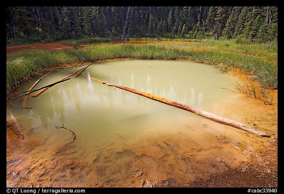 Paint Pot and fallen trunk. Kootenay National Park, Canadian Rockies, British Columbia, Canada (color)