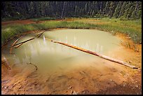 Paint Pot and fallen trunk. Kootenay National Park, Canadian Rockies, British Columbia, Canada (color)