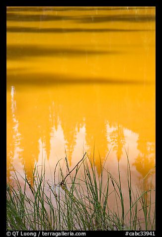 Refexions in the yellow waters of the Paint Pots. Kootenay National Park, Canadian Rockies, British Columbia, Canada (color)