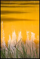 Refexions in the yellow waters of the Paint Pots. Kootenay National Park, Canadian Rockies, British Columbia, Canada