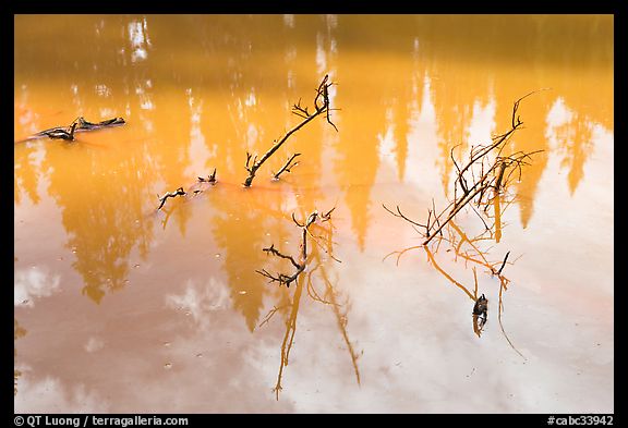 Trees and branches, mineral pool stained yellow by iron oxide. Kootenay National Park, Canadian Rockies, British Columbia, Canada