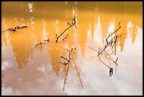 Trees and branches, mineral pool stained yellow by iron oxide. Kootenay National Park, Canadian Rockies, British Columbia, Canada ( color)