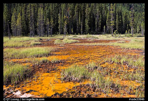 Ochre bed and trees. Kootenay National Park, Canadian Rockies, British Columbia, Canada (color)