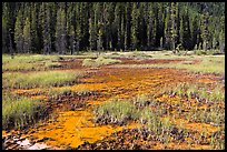 Ochre bed and trees. Kootenay National Park, Canadian Rockies, British Columbia, Canada