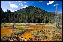 Yellow and red mud ochre bed, sacred to First Nations. Kootenay National Park, Canadian Rockies, British Columbia, Canada ( color)