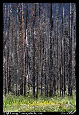 Burned trees and wildflowers. Kootenay National Park, Canadian Rockies, British Columbia, Canada (color)