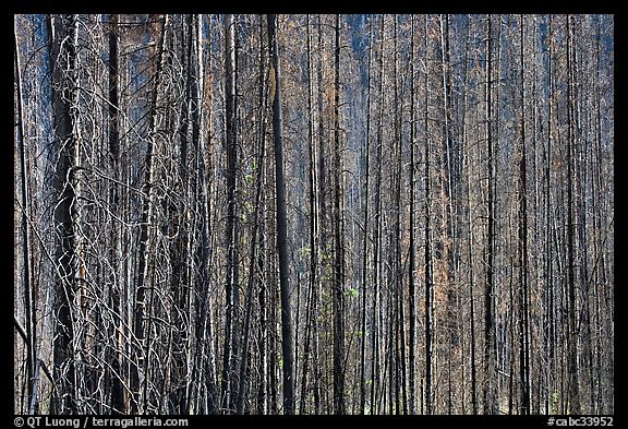 Burned tree trunks. Kootenay National Park, Canadian Rockies, British Columbia, Canada (color)