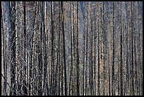 Burned tree trunks. Kootenay National Park, Canadian Rockies, British Columbia, Canada