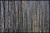 Burned tree trunks. Kootenay National Park, Canadian Rockies, British Columbia, Canada (color)