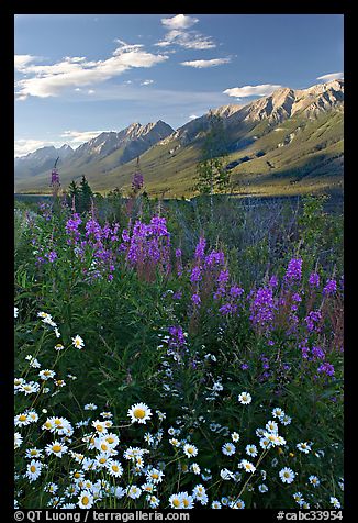 Daisies, fireweed, and Kootenay Valley, late afternoon. Kootenay National Park, Canadian Rockies, British Columbia, Canada (color)