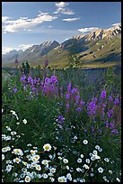 Daisies, fireweed, and Kootenay Valley, late afternoon. Kootenay National Park, Canadian Rockies, British Columbia, Canada