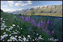 Daisies, fireweed, Mitchell Range and Kootenay Valley, late afternoon. Kootenay National Park, Canadian Rockies, British Columbia, Canada (color)