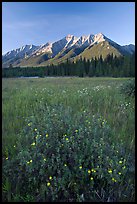 Yellow wildflowers in meadow below Mitchell Range, sunset. Kootenay National Park, Canadian Rockies, British Columbia, Canada