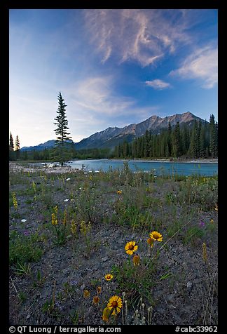 Sunflowers, Kootenay River, and Mitchell Range, sunset. Kootenay National Park, Canadian Rockies, British Columbia, Canada (color)