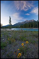 Sunflowers, Kootenay River, and Mitchell Range, sunset. Kootenay National Park, Canadian Rockies, British Columbia, Canada (color)