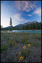 Sunflowers, Kootenay River, and Mitchell Range, sunset. Kootenay National Park, Canadian Rockies, British Columbia, Canada