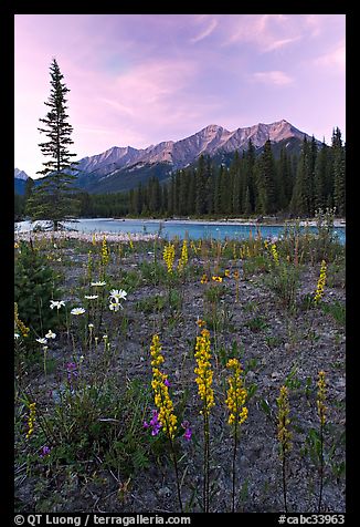 Yellow flowers, Kootenay River, and Mitchell Range, sunset. Kootenay National Park, Canadian Rockies, British Columbia, Canada (color)