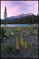 Yellow flowers, Kootenay River, and Mitchell Range, sunset. Kootenay National Park, Canadian Rockies, British Columbia, Canada