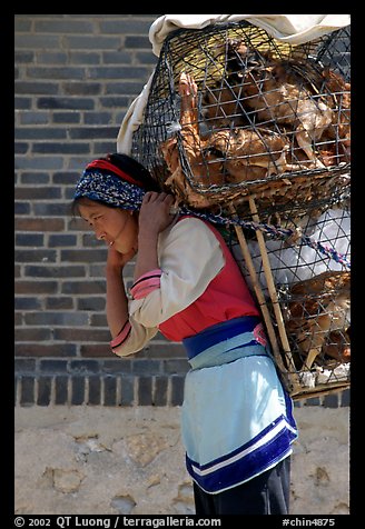 Woman carrying a load of chicken cages on forehead. Shaping, Yunnan, China (color)