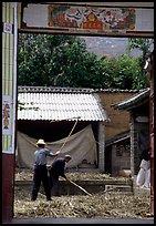 Men extract grains in a farm courtyard. Shaping, Yunnan, China (color)