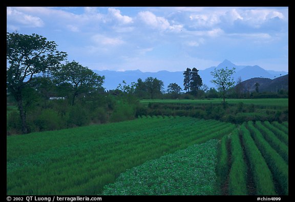 Fields. Baisha, Yunnan, China (color)