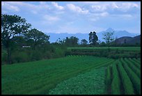 Fields. Baisha, Yunnan, China