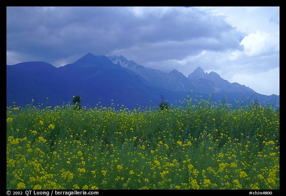 Fields with yellow mustard, below the Jade Dragon mountains. Baisha, Yunnan, China