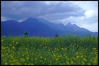 Fields with yellow mustard, below the Jade Dragon mountains. Baisha, Yunnan, China ( color)