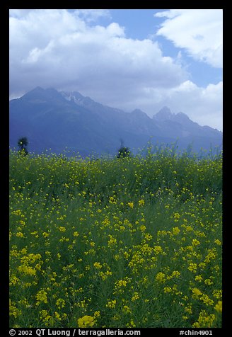 Fields with yellow mustard, below the Jade Dragon mountains. Baisha, Yunnan, China (color)